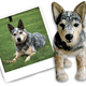 Illustration for article titled This Site Will Make a Stuffed Animal Clone of Your Pet